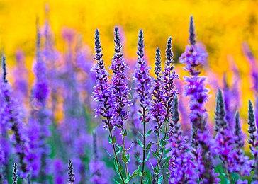 《黄金树幽影》登顶！MTC 2024年20大最佳PC游戏